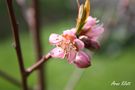 Blumen und Blüten