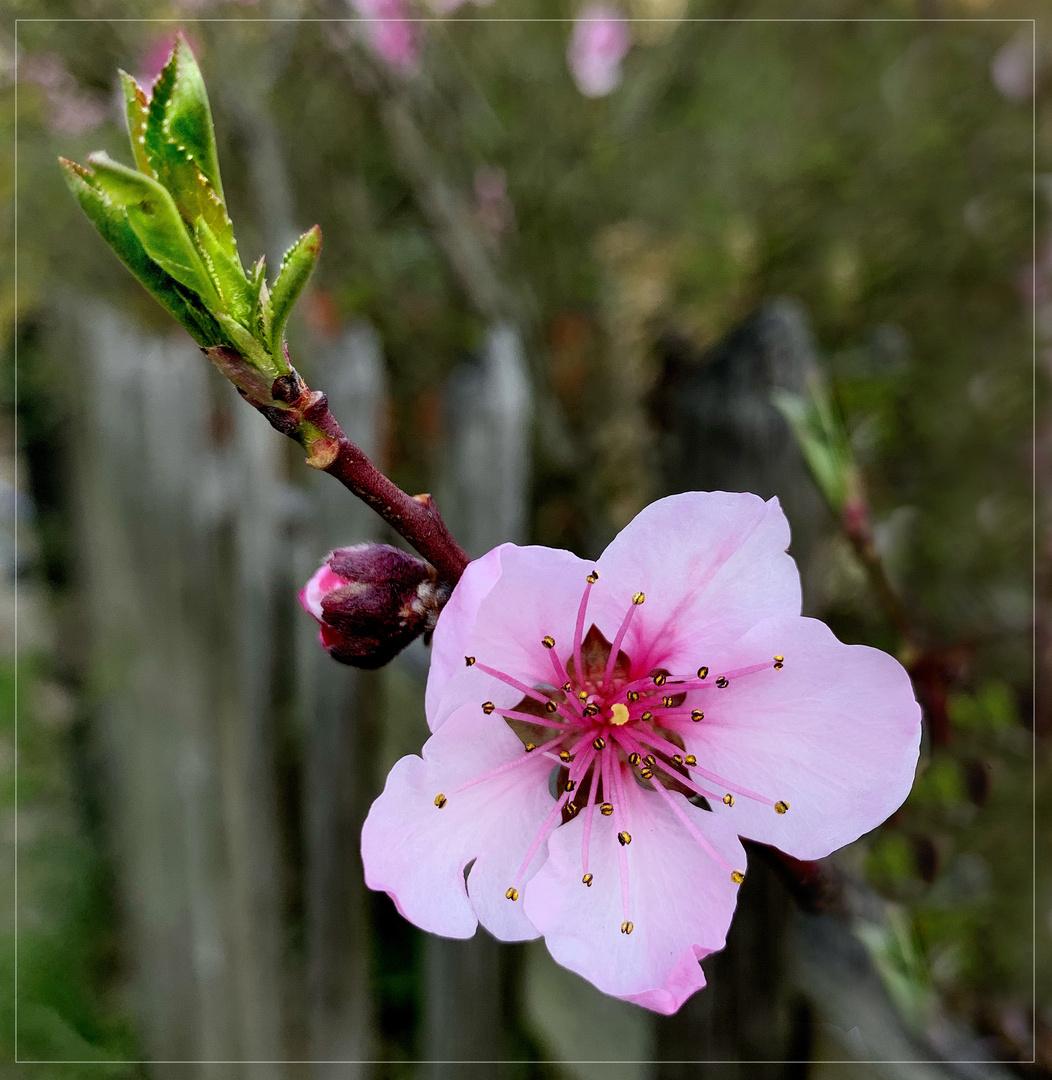 Pfirsichblüte