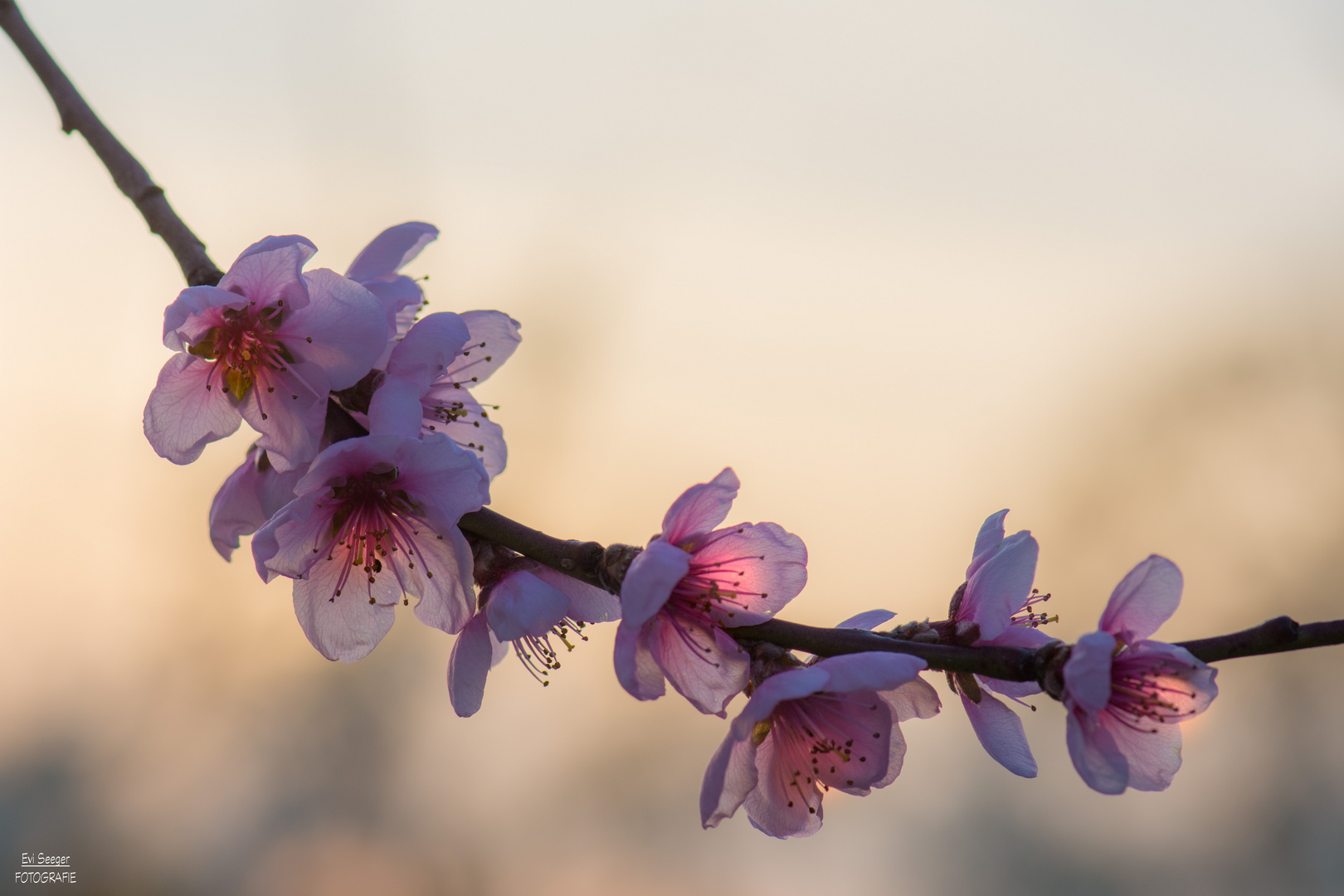 Pfirsichblüte