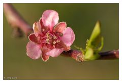 Pfirsichblüte