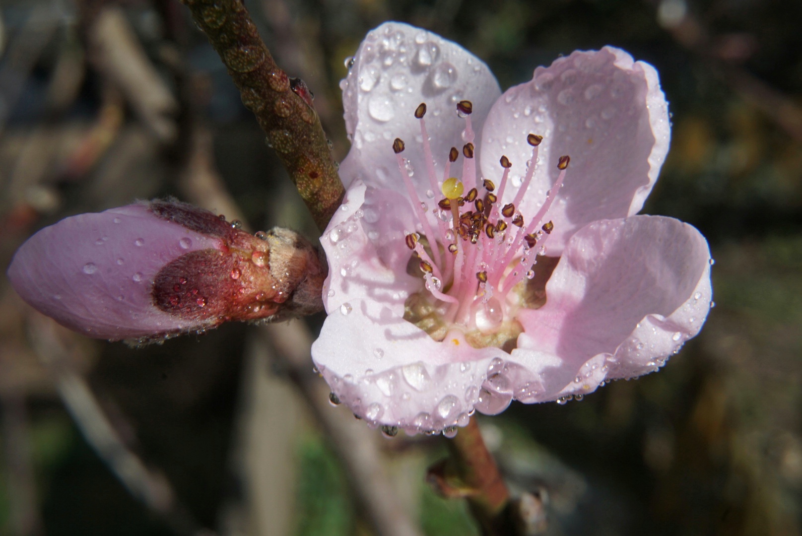 Pfirsichblüte frisch geduscht ...