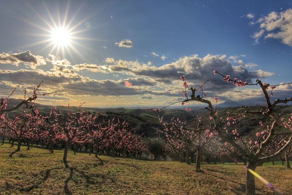 Pfirsichblüte, Früchte der Römer