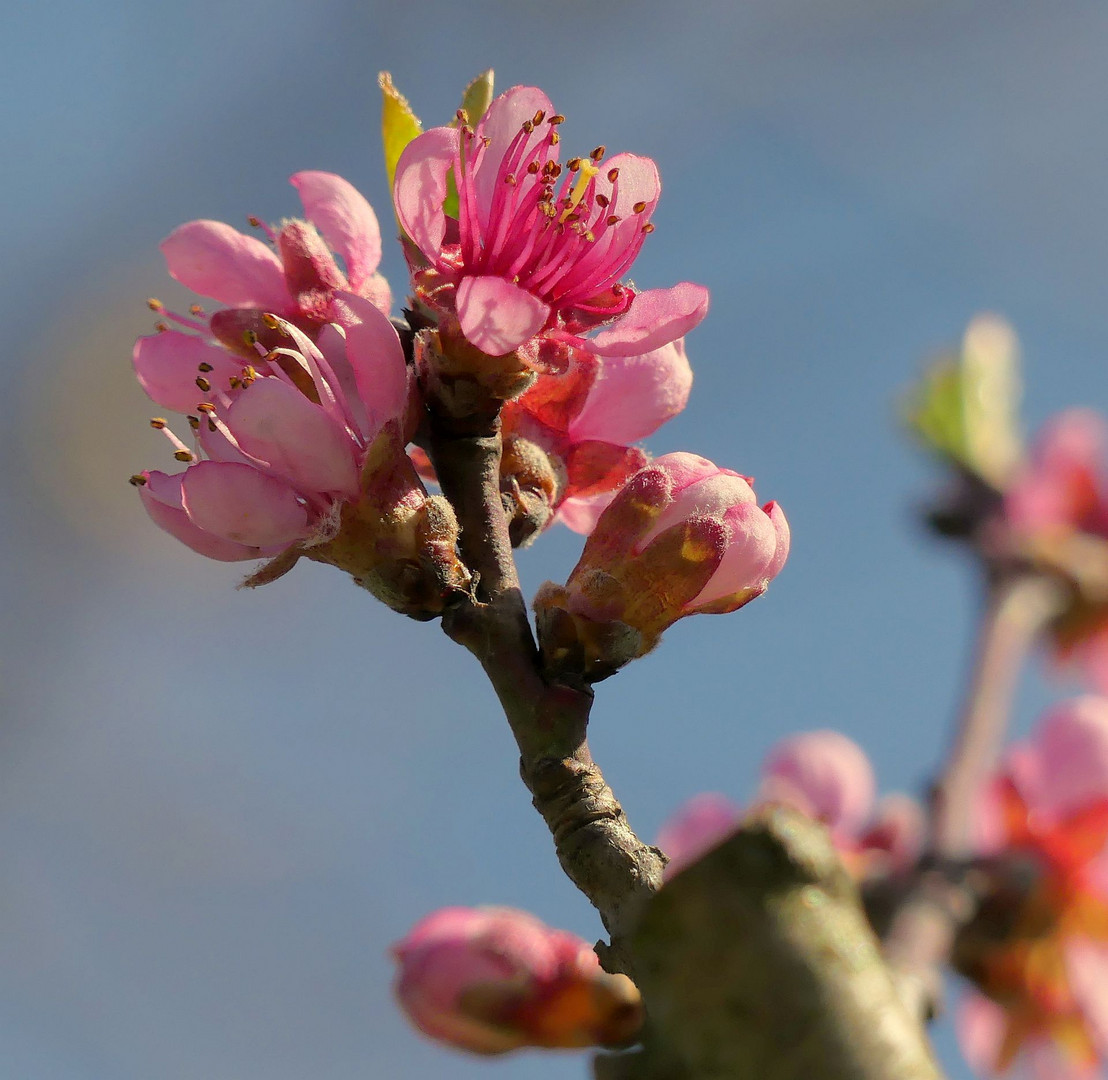 Pfirsichblüte I