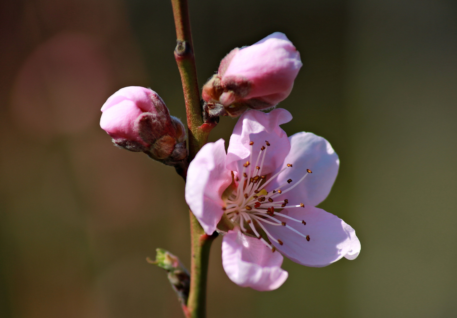 Pfirsichblüte II