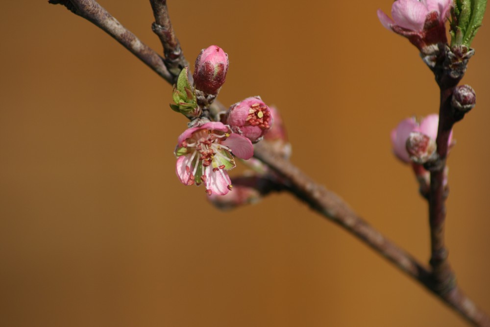 Pfirsichblüte im April