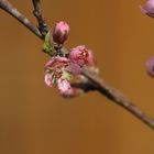 Pfirsichblüte im April