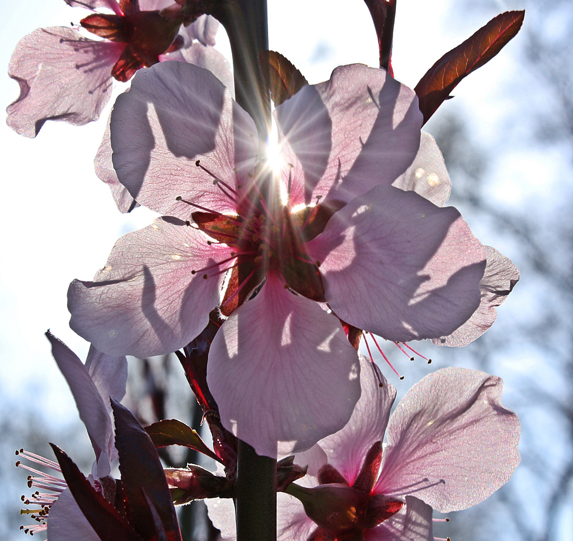 Pfirsichblüte im Gegenlicht