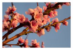 Pfirsichblüte im Marchfeld