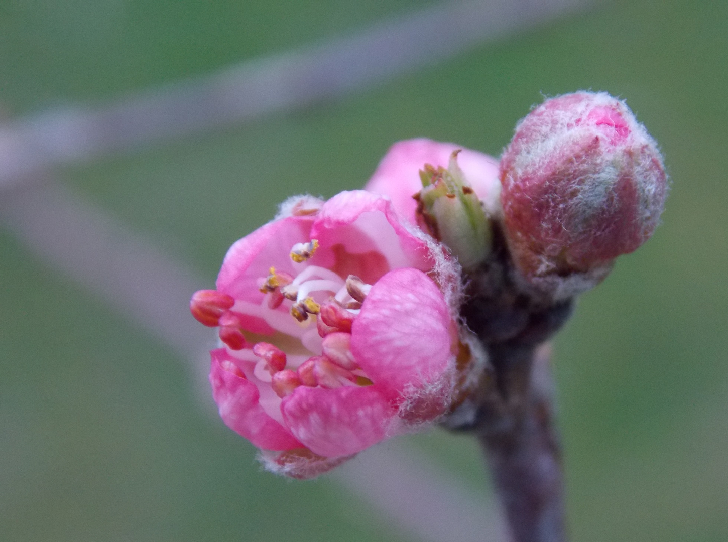 Pfirsichblüte im Startloch