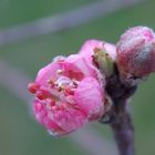 Pfirsichblüte im Startloch