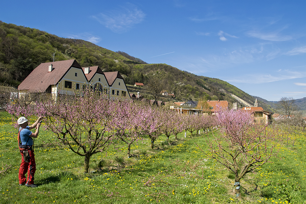 Pfirsichblüte in der Wachau (2)