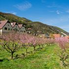 Pfirsichblüte in der Wachau (2)