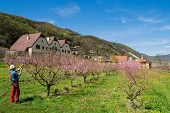 Pfirsichblüte in der Wachau (2)