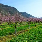 Pfirsichblüte in der Wachau