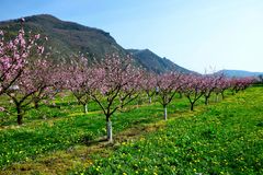 Pfirsichblüte in der Wachau