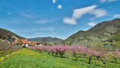 Pfirsichblüte in der Wachau