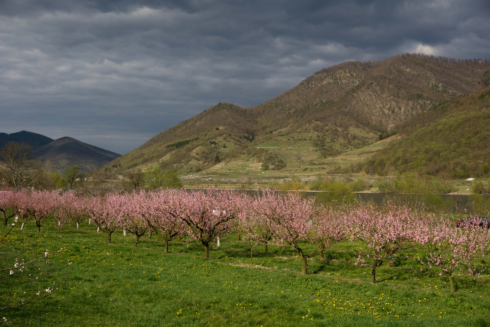 Pfirsichblüte in der Wachau