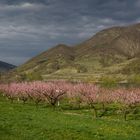 Pfirsichblüte in der Wachau