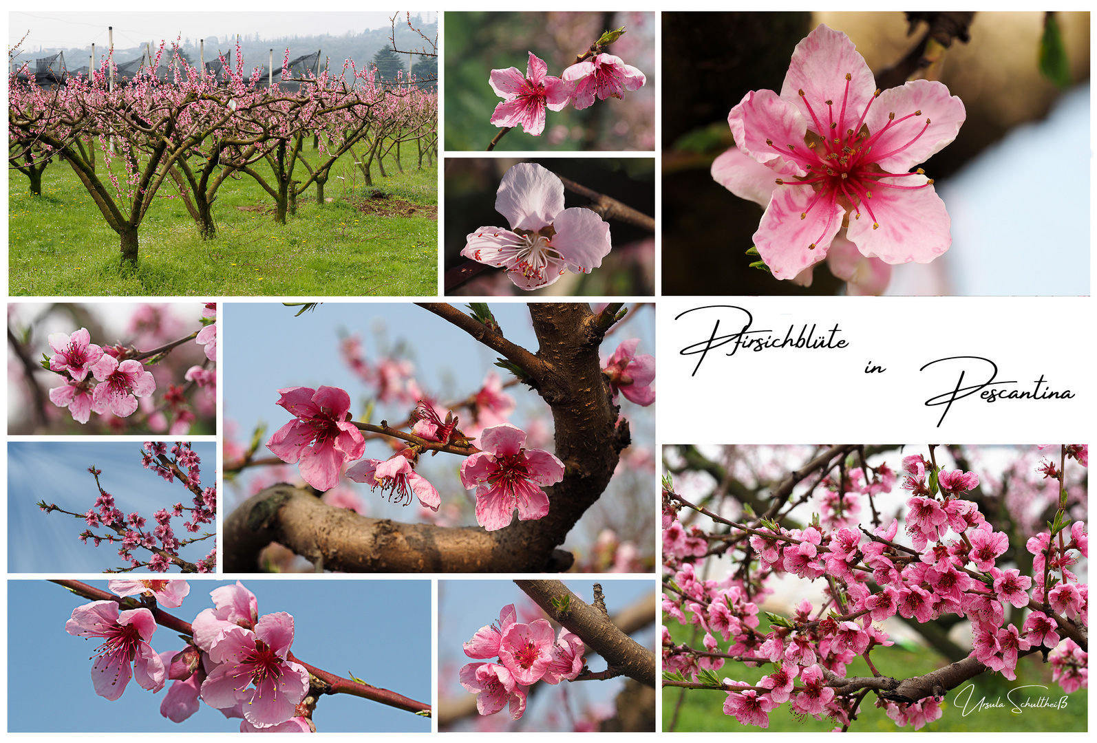 Pfirsichblüte in Pescantina