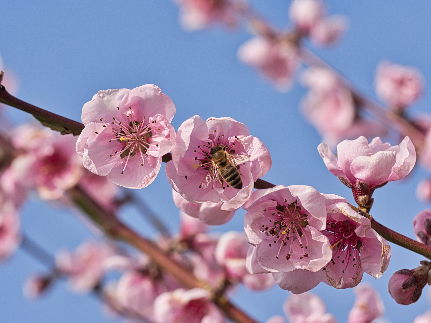 Pfirsichblüte mit Biene