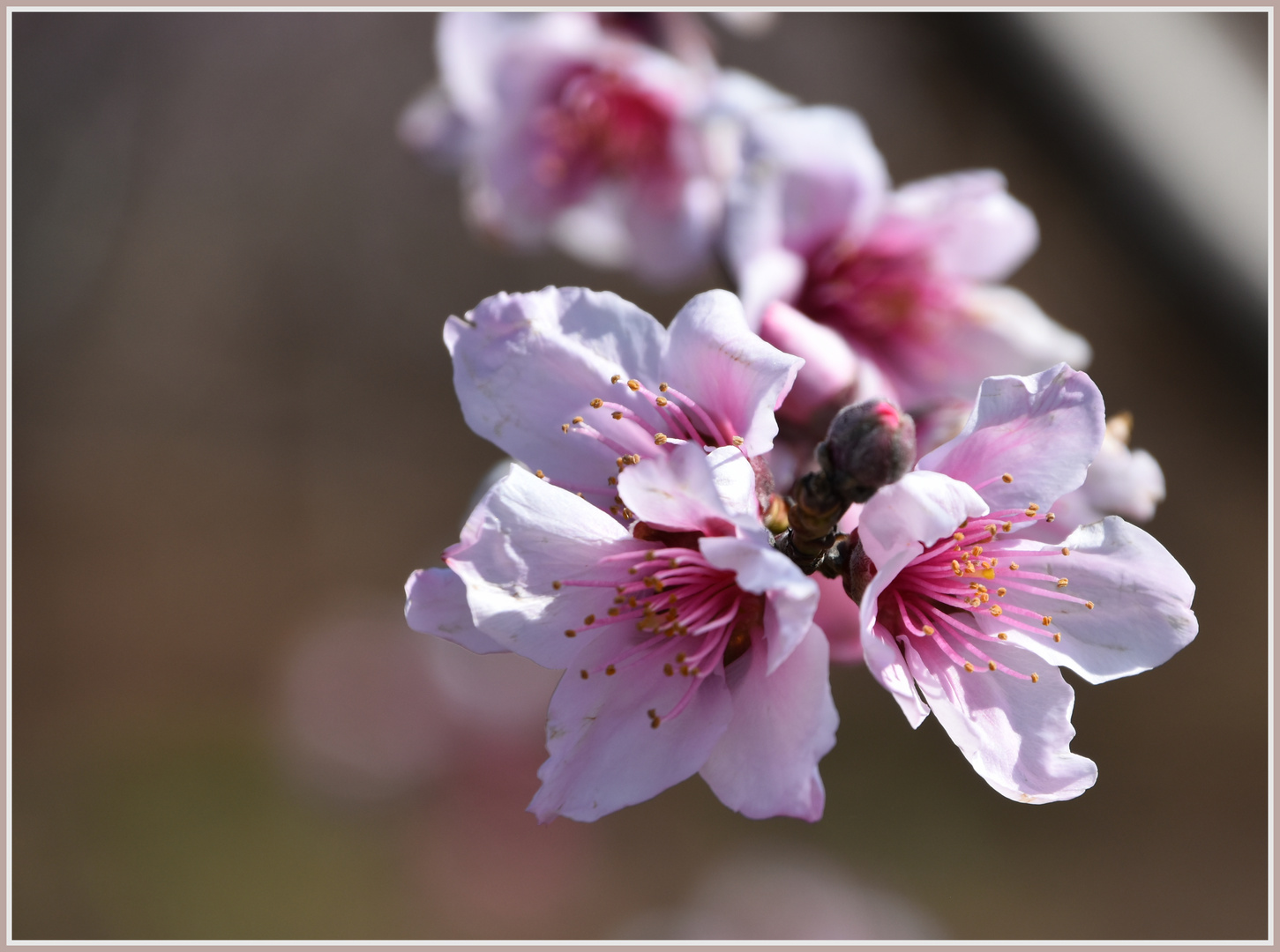 Pfirsichblüte.... Prunus Persica