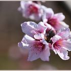 Pfirsichblüte.... Prunus Persica