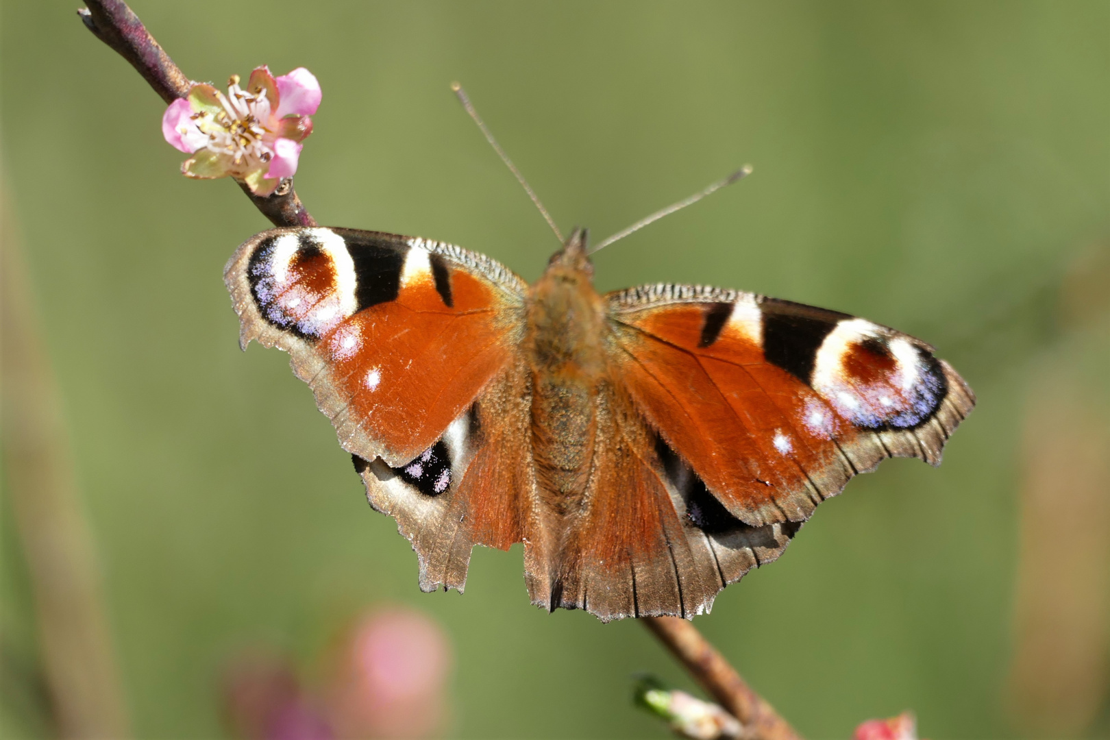 Pfirsichblüte und Edelfalter