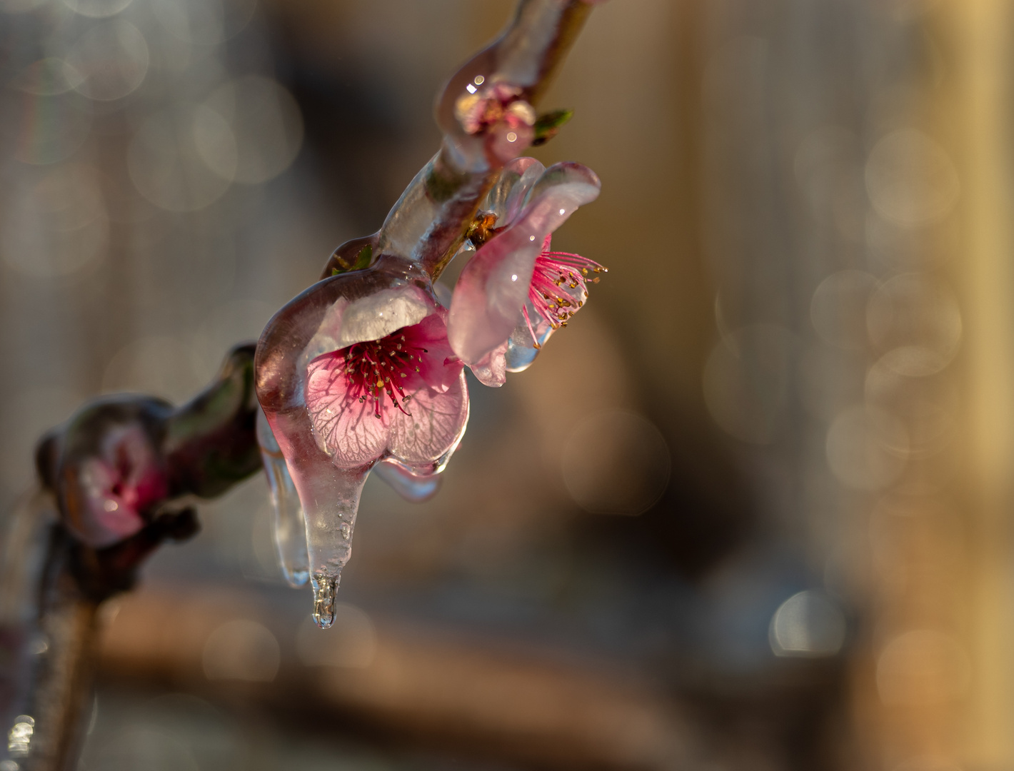 Pfirsichblüte unter Eis