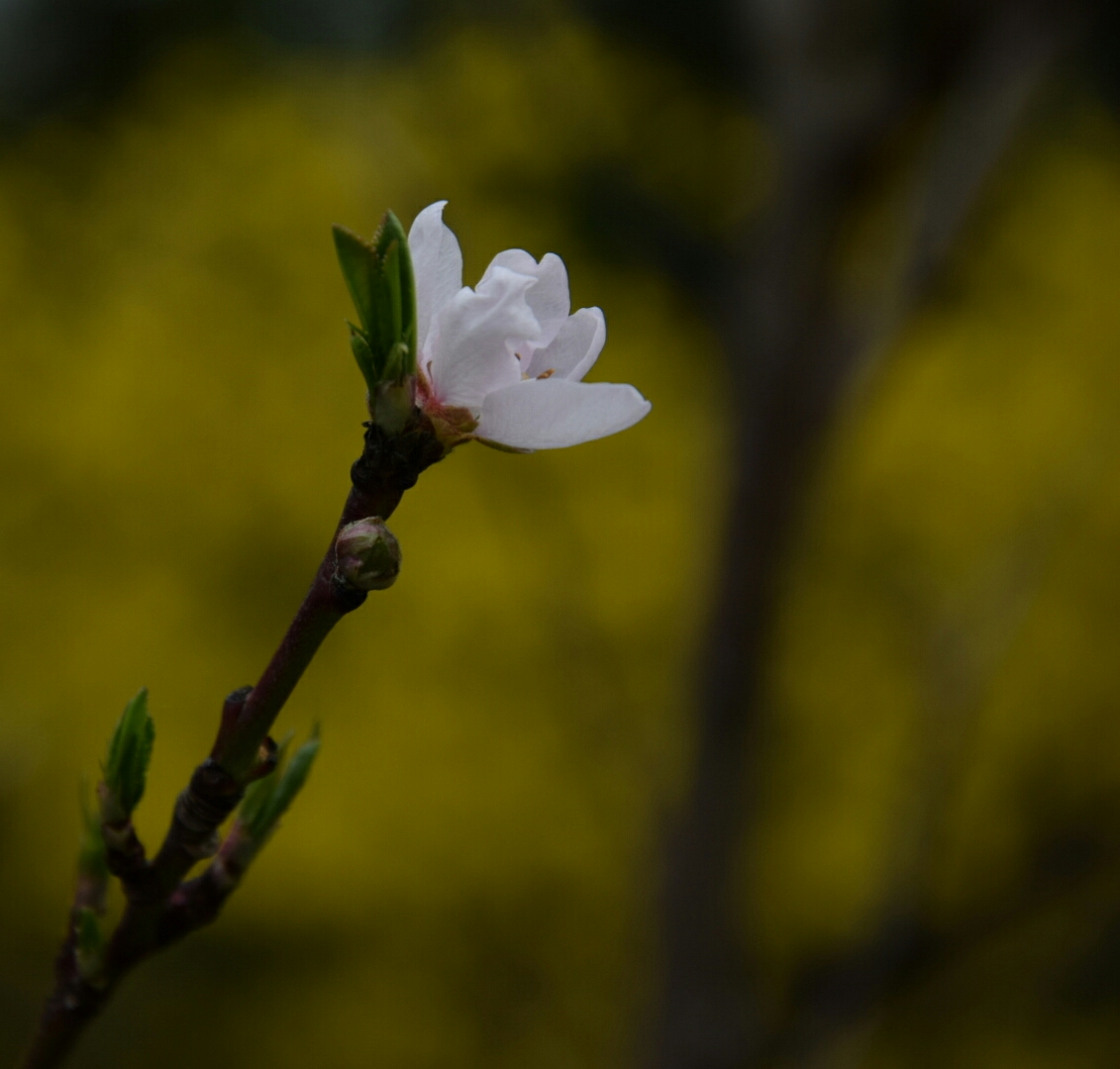 Pfirsichblüte vor gelbem Hintergrund.