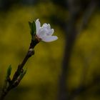 Pfirsichblüte vor gelbem Hintergrund.