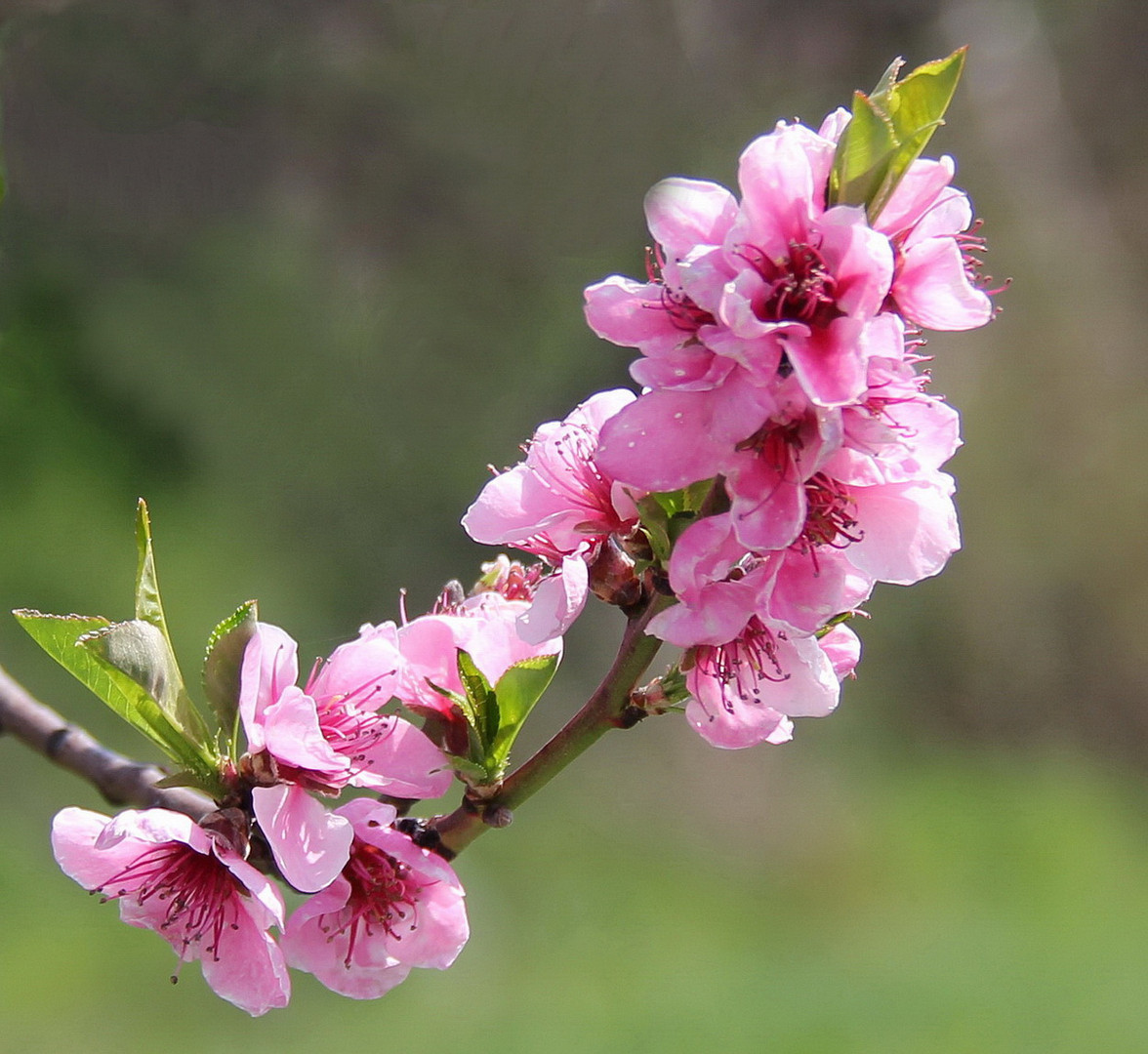 Pfirsichblüten