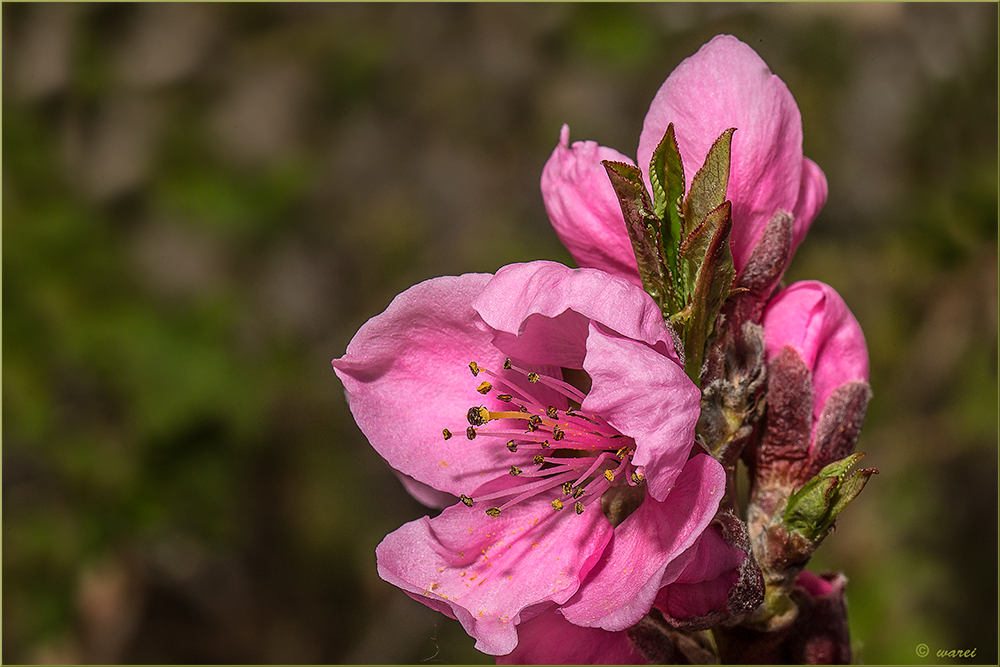 Pfirsichblüten