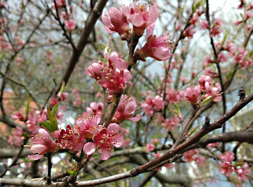 Pfirsichblüten