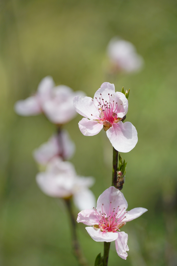 Pfirsichblüten