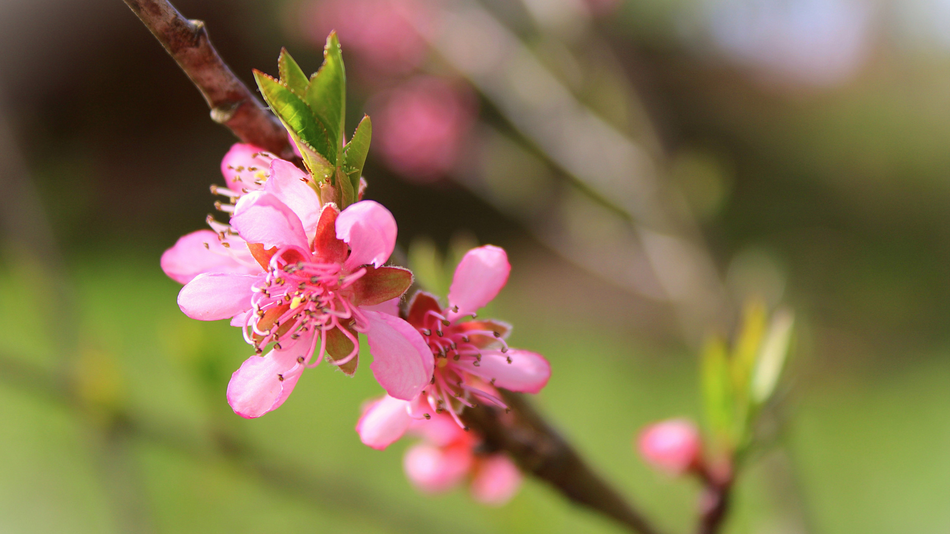 PFIRSICHBLÜTEN