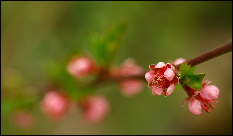 Pfirsichblüten