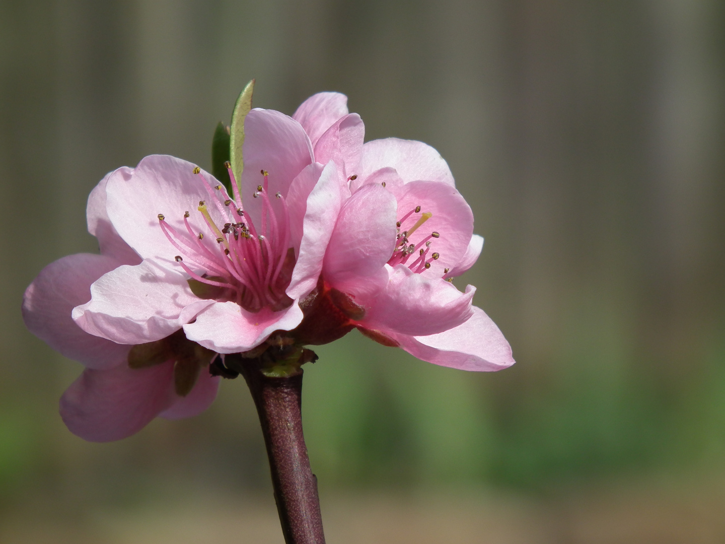 Pfirsichblüten