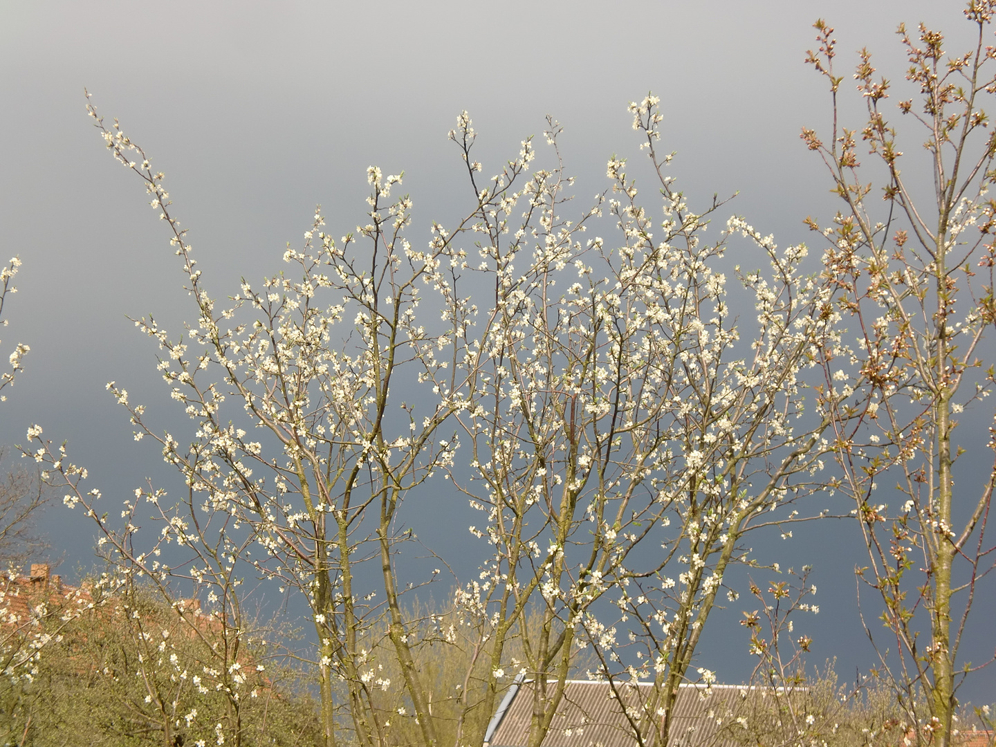 Pfirsichblüten