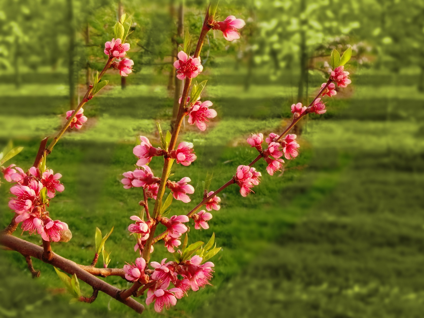 pfirsichblüten