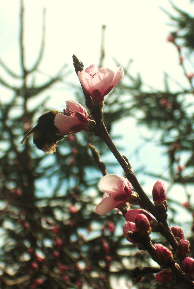 Pfirsichblüten von MaReeny 