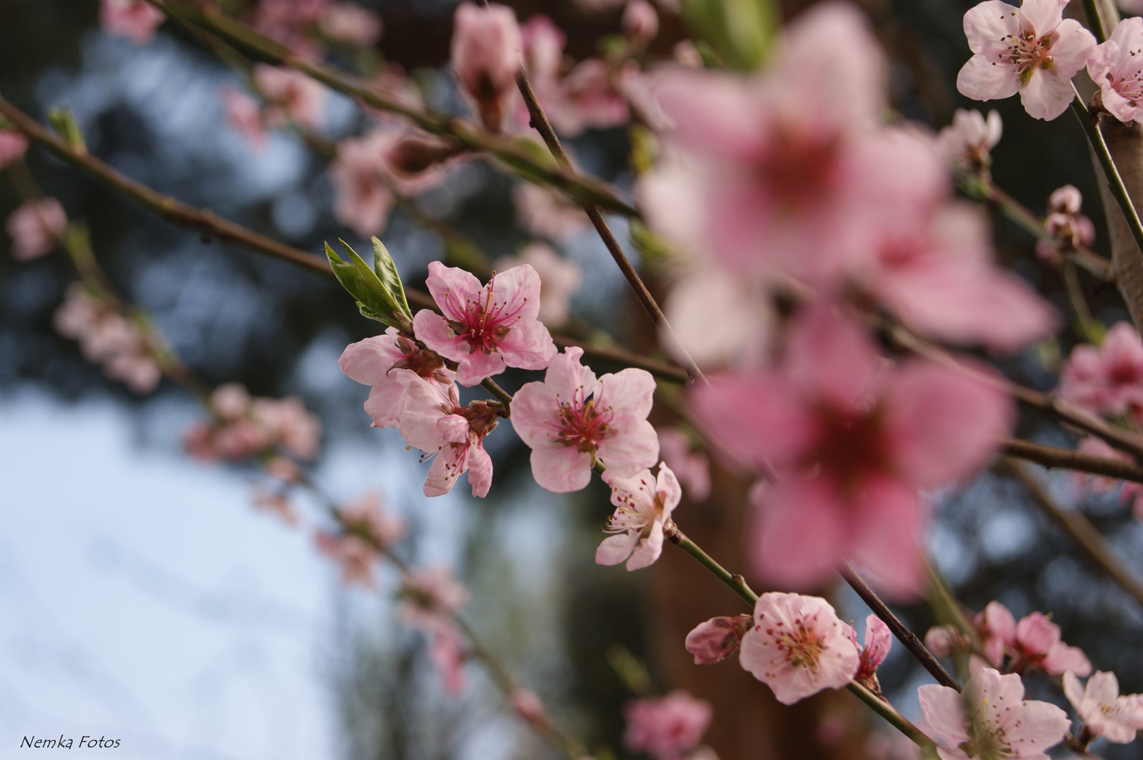 Pfirsichblüten