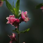 Pfirsichblüten im Frühling :) 