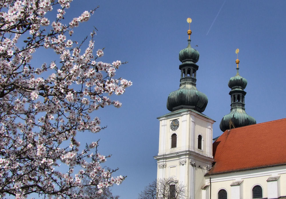 Pfirsichblüten in Frauenkirchen