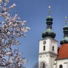 Pfirsichblüten in Frauenkirchen