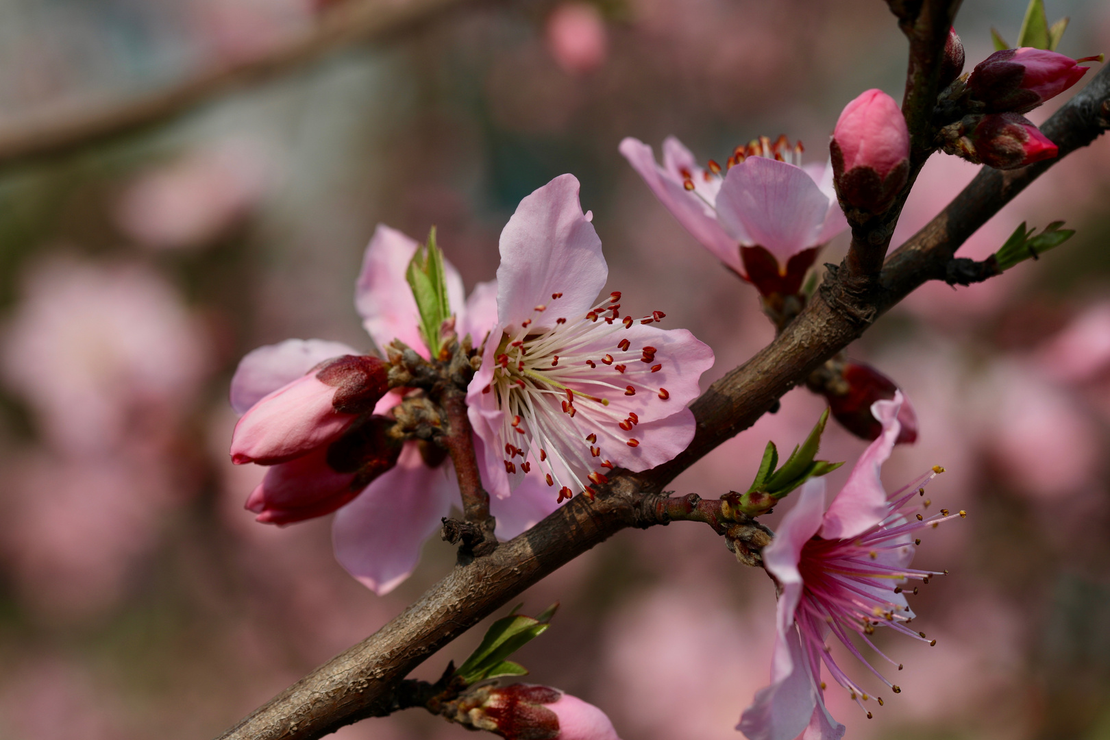 Pfirsichblüten in Kunshan (I)