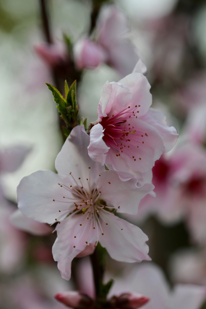 Pfirsichblüten in Kunshan (II)