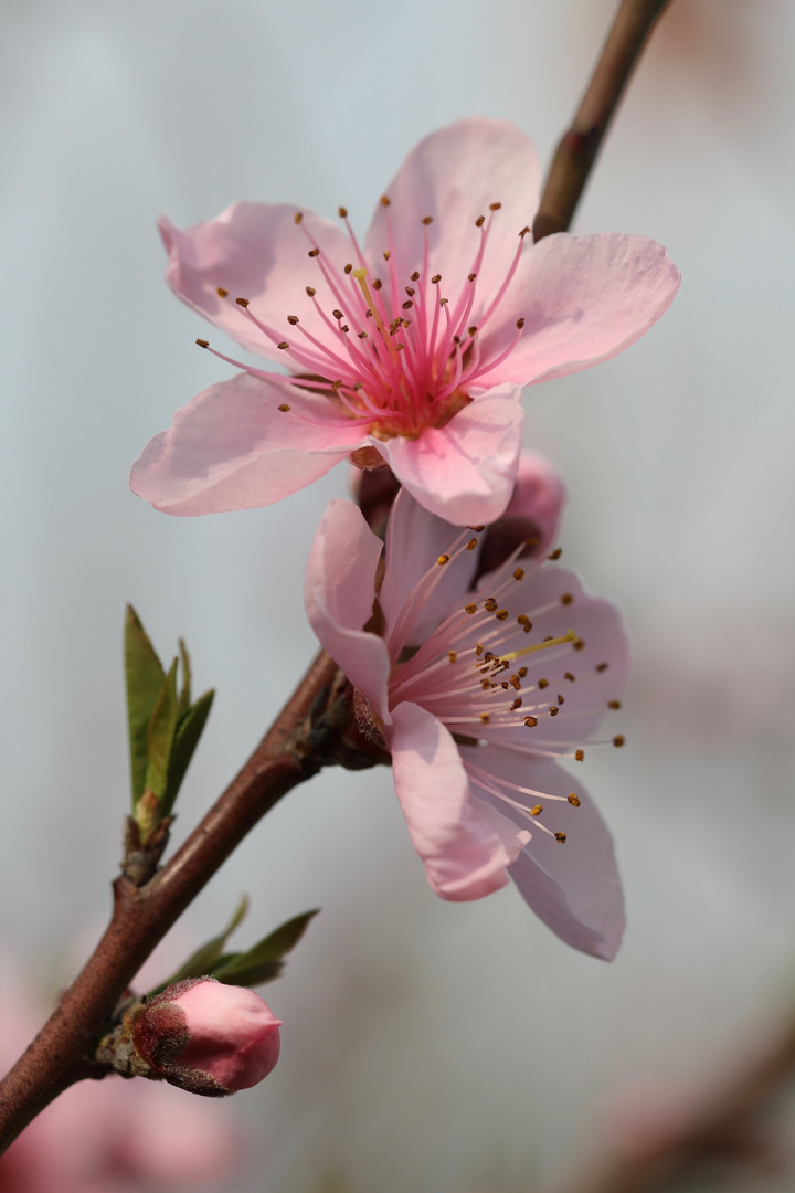 Pfirsichblüten in Kunshan (III)