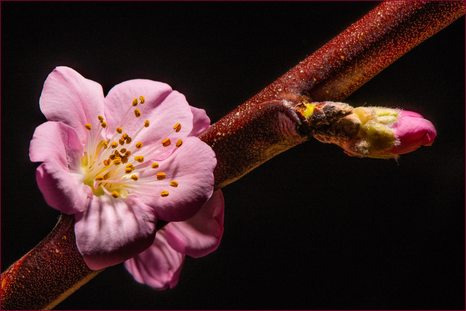 Pfirsichblüten und Knospe