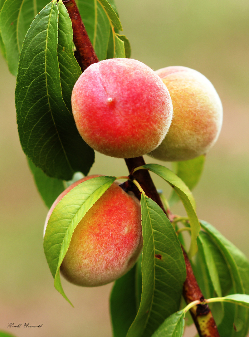 Pfirsiche (Prunus persica)