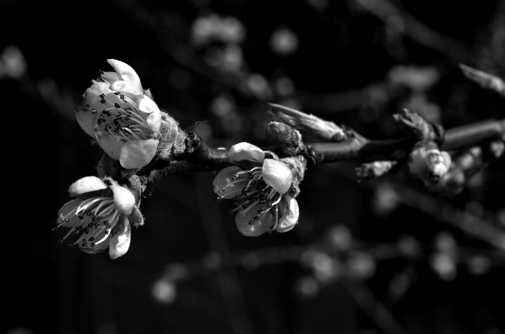 Pfirsichfrühling :)